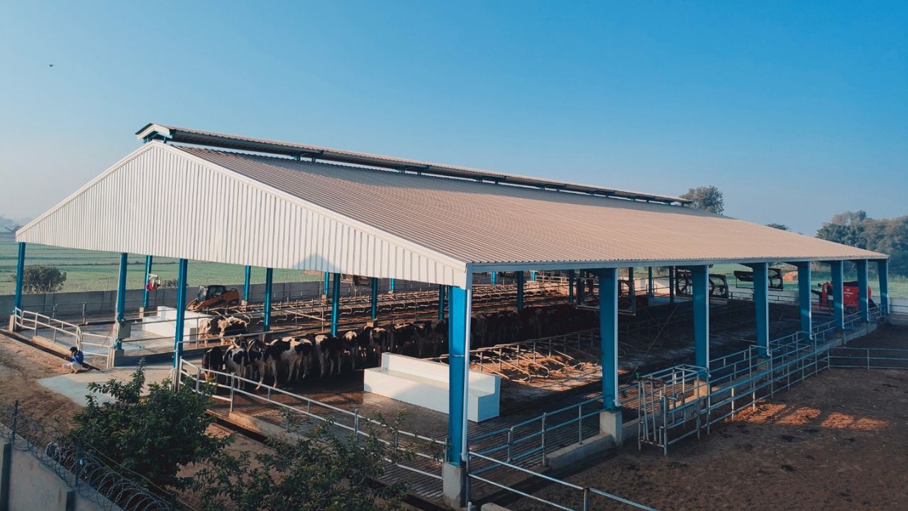 Open-air dairy shed at Kasur Dairies