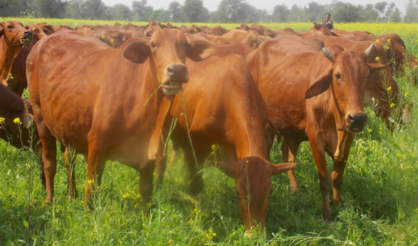 Brown cows grazing together in a green field